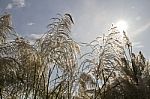 Foxtail Reed In Nature Stock Photo