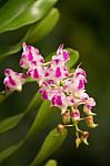 Fragrant Orchid ;aerides Orchid Stock Photo