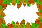 Frame From Green Leaves On White Background For Isolated, Frame By Green Leaf, Orange Leaf And Yellow Leaf Stock Photo