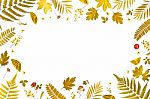 Frame From Yellow Leaves And Dry Leaves And Flower On White Background Stock Photo