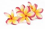 Frangipani Flower Stock Photo