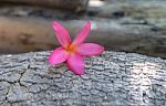 Frangipani (plumeria) , In  Color And Blur Style For Background Stock Photo