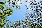 Frangipani ( Plumeria ) Trees Are Blossom Stock Photo