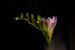 Freesia Flower Stock Photo
