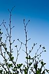Fresh Branches Of  Tree Stock Photo