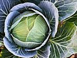 Fresh Cabbage Stock Photo