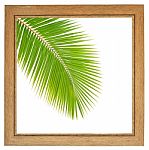 Fresh Coconut Leaf Within Wooden Frame Stock Photo