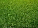Fresh Green Grass Stock Photo