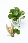 Fresh Herbs Stock Photo