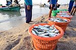 Fresh Mackerel Fishes In The Plastic Basket For Sale Stock Photo