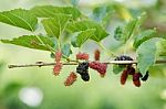 Fresh Mulberry On Tree. Berry Fruit In Nature Stock Photo