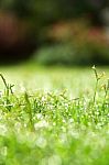 Fresh Spring Green Grass Stock Photo
