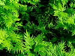 Freshness Green Of Selaginella Involvens Fern Stock Photo