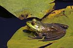 Frog On Lily Pad Stock Photo