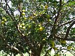 Fruit Tree Stock Photo