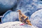 Galapagos Dove In Espanola Island Stock Photo