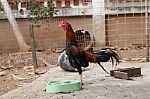 Gamecock Stock Photo