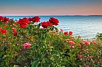 Garden of red roses at Sea Stock Photo