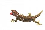 Gecko Stock Photo