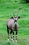 Gemsbok Stock Photo