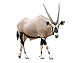 Gemsbok Or Oryx Stock Photo