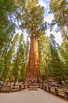 General Sherman Tree In Sequoia National Park, California Usa Stock Photo