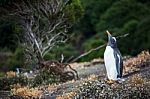 Gentoo Penguin Stock Photo