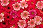 Gerbera Flower Stock Photo