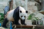 Gian Panda In The Zoo Stock Photo