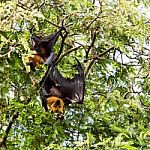 Giant Fruit Bat On Tree Stock Photo