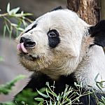 Giant Panda Eating Green  Bamboo Stock Photo