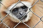 Gibbon In The Cage Stock Photo