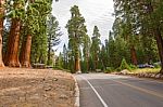 Gigantic Sequoia Trees In Sequoia National Park, California Usa Stock Photo