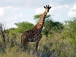 Giraffe Stock Photo