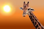 Giraffe At Sunset Stock Photo