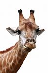 Giraffe Head Shot Isolated Background Stock Photo