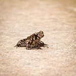 Glandular Frog Stock Photo