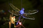 Glass Dragonfly Ornament Stock Photo
