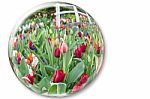 Glass Sphere Reflecting Red Tulips Flowers Stock Photo