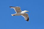 Gliding Gull Stock Photo