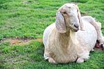 Goat In The Farm Stock Photo