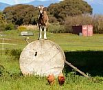 Goat On Wheel Stock Photo