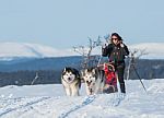 Woman Skiing After Sled And Two Malamutes Stock Photo