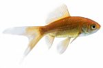 Gold Fish Isolated On White Background Stock Photo