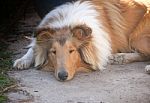 Golden Collie Dog Puppy Sleeping On The Floor Stock Photo