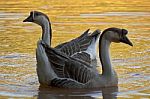 Golden Geese Stock Photo