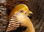 Golden Pheasant Stock Photo