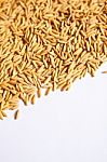 Golden Rice Stock Photo