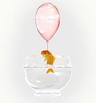 Goldfish And Balloon Stock Photo