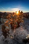 Good Morning Cacti Stock Photo